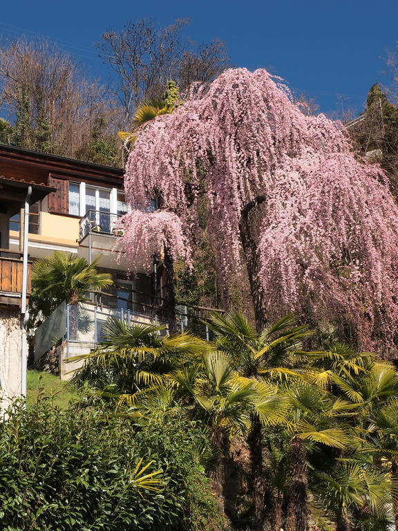 Apartamento Casa Sibylle Locarno Exterior foto